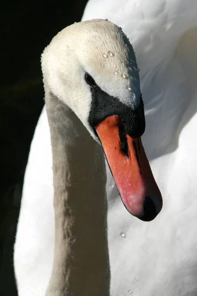 Vacker Utsikt Över Majestätisk Svan Naturen — Stockfoto