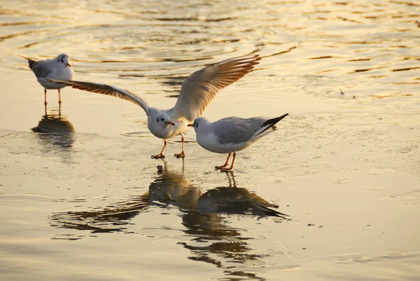 Scenic View Beautiful Bird Nature — Stock Photo, Image