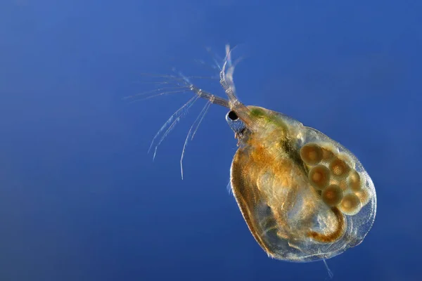 Carta Parati Tema Marino Scatto Luce Del Giorno — Foto Stock