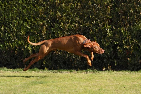 Ungherese Vizsla Cane Marrone — Foto Stock