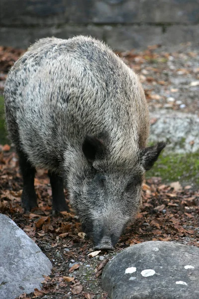 Scène Animalière Belle Nature — Photo