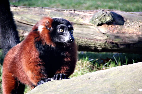 動物園での動物の閉鎖 — ストック写真