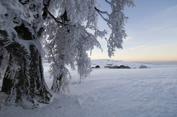 Inverno Floresta Negra — Fotografia de Stock