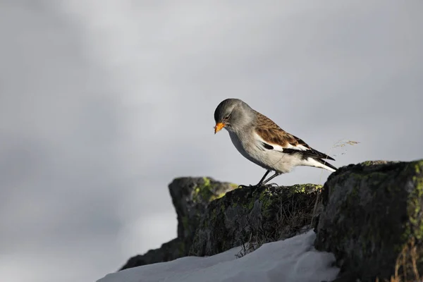 Szenischer Blick Auf Niedlichen Sperling Vogel — Stockfoto