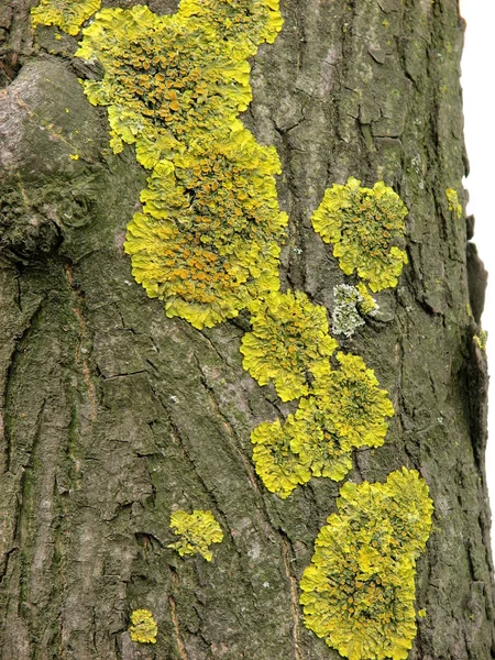 Žlutý Strom Lišejník Xanthoria Par Tina — Stock fotografie