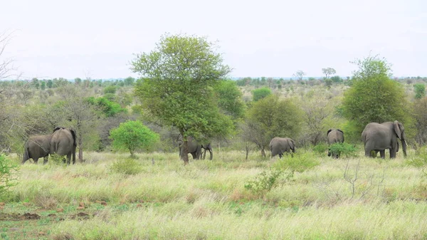 Африканское Млекопитающее Слон — стоковое фото