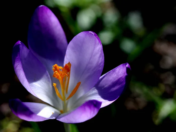 Azafrán Flores Florecientes Naturaleza Flora Primaveral — Foto de Stock