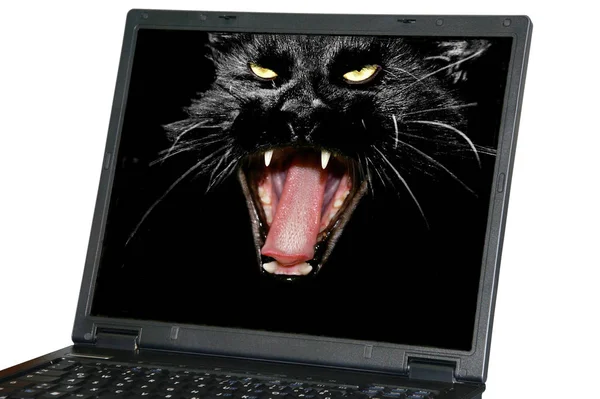Computer Mouse Laptop — Stock Photo, Image
