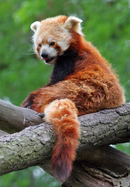 Rode Panda Ailurus Fulgens Stockfoto