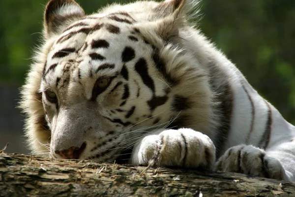 Scena Della Fauna Selvatica Bella Natura — Foto Stock