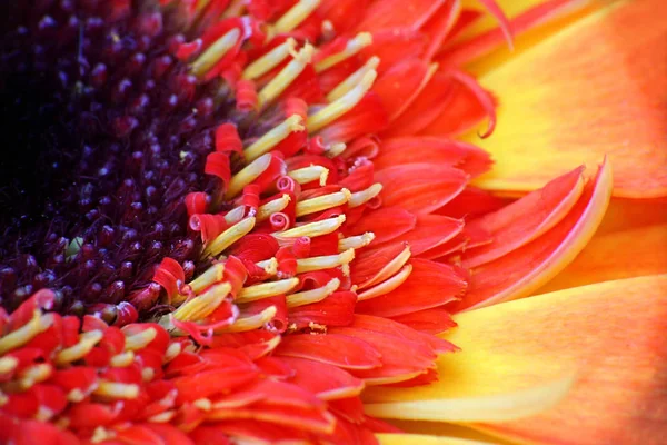 Красивый Цветок Герберы Лепестки Флоры — стоковое фото