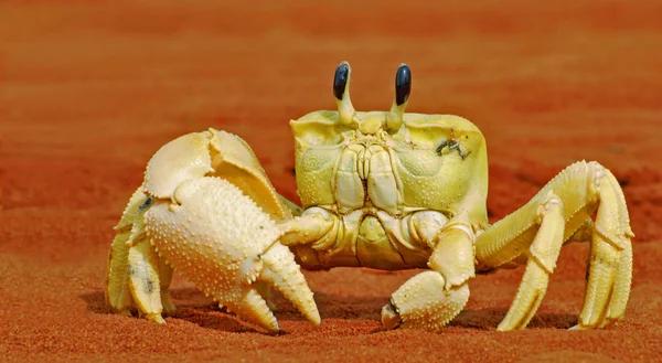 Picture Color Does Change Crab Really Yellow Especially Nice Australian — Stock Photo, Image