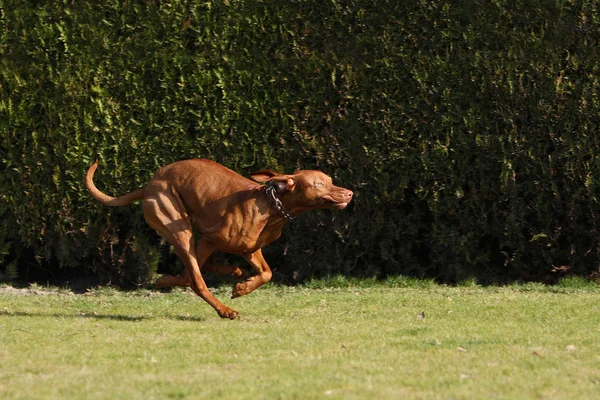 ハンガリーのVizsla 茶色の犬 — ストック写真