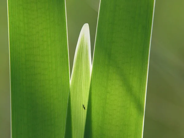 Green Grass View Sun — Stock Photo, Image