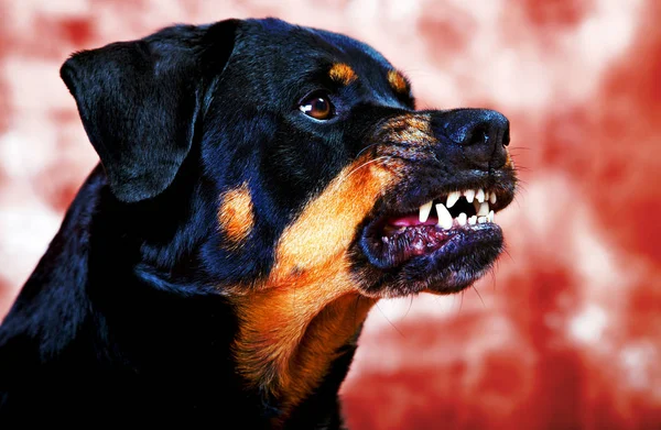 Mad rottweiler cheap