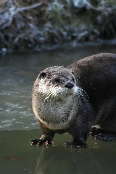 Primer Plano Los Animales Zoológico —  Fotos de Stock