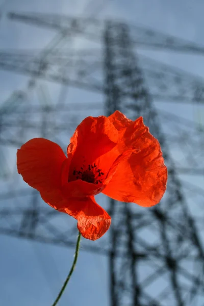 Närbild Vackra Vilda Vallmo Blommor — Stockfoto