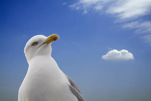 Malowniczy Widok Piękny Ładny Ptak Mewa — Zdjęcie stockowe