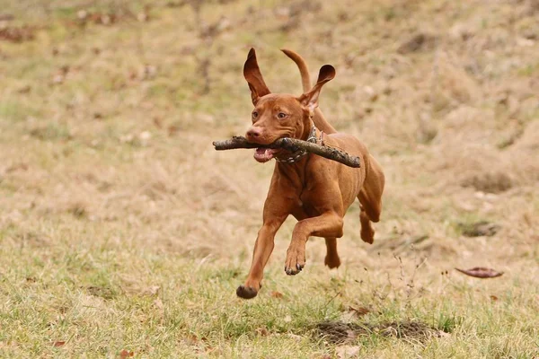 Meu Cão Pequeno Voa — Fotografia de Stock