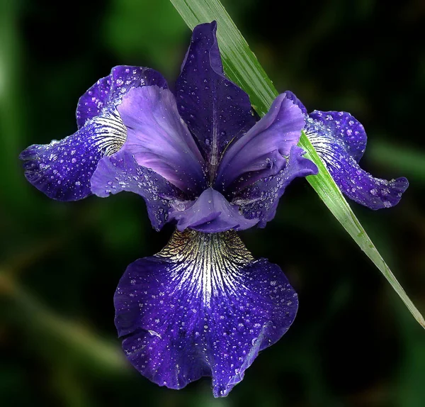 Vista Panoramica Bellissimo Fiore Iris — Foto Stock