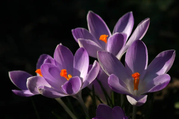 Krokusy Płatki Kwiatów Wiosennych — Zdjęcie stockowe