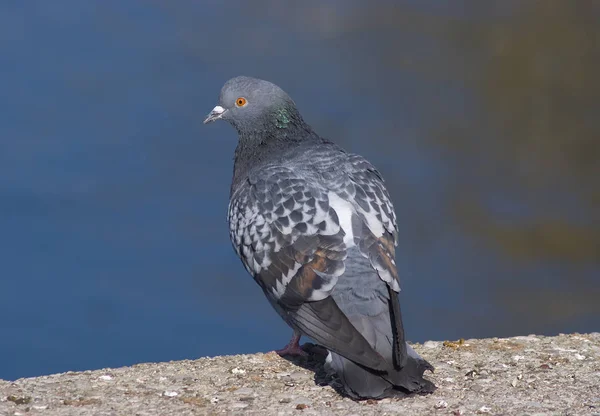 Aussichtsreiche Aussicht Auf Schöne Vögel Der Natur — Stockfoto