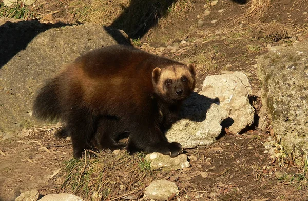 Braune Vielfraße Säugetier — Stockfoto