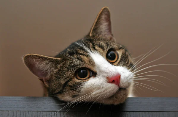 Retrato Lindo Gato —  Fotos de Stock