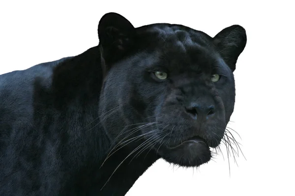 Zwarte Panter Dier Kat — Stockfoto