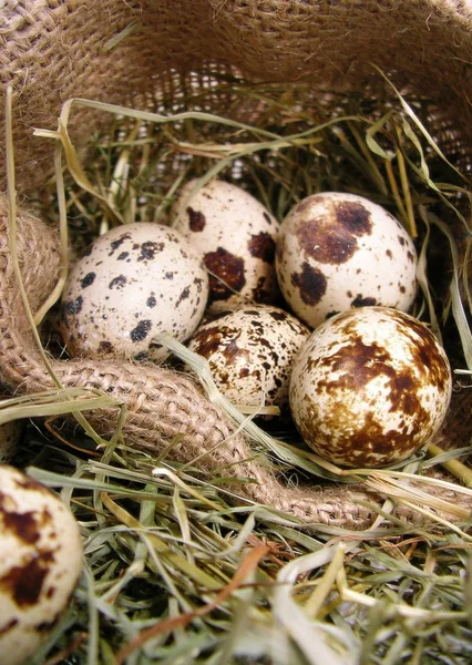 Eierlei Sack — Stockfoto