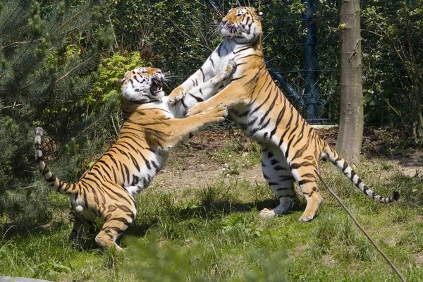 Ragadozó Vadmacska Csíkos Tigris Állat — Stock Fotó