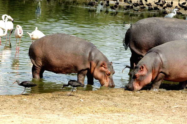 Nijlpaard Dier Nijlpaard Het Wild — Stockfoto