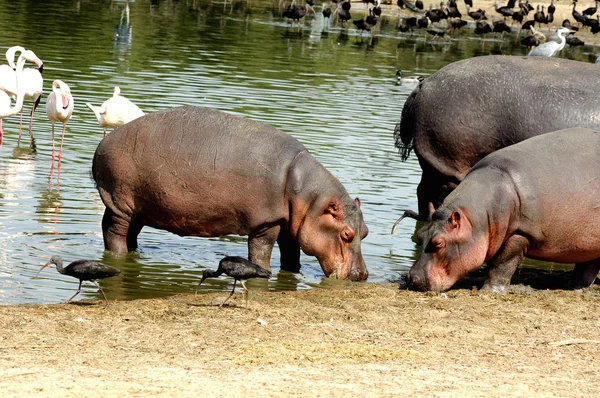 Nilpferd Tier Flusspferd Wildtiere — Stockfoto