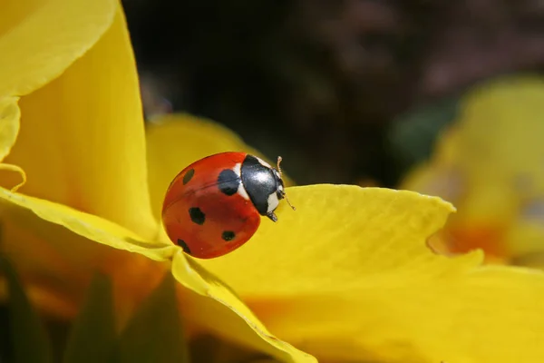 Vista Cerca Lindo Insecto Mariquita — Foto de Stock