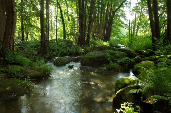 Forêt Nature Forêt Arbres — Photo