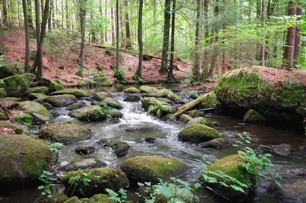 Bos Natuur Bos Bomen — Stockfoto