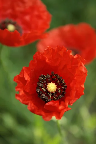 Vista Cerca Hermosas Flores Amapola Silvestre —  Fotos de Stock