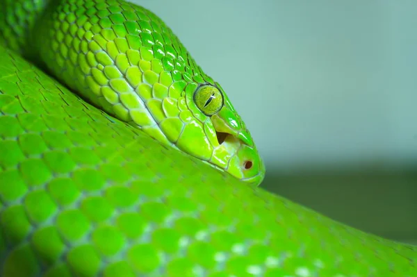 Vista Panorámica Serpiente Peligrosa Majestuosa —  Fotos de Stock