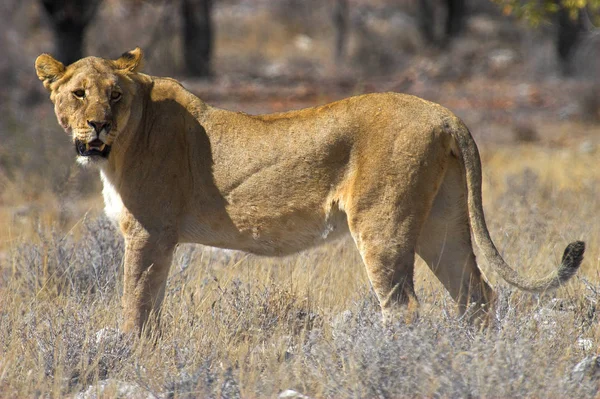 Krajobraz Pustyni Namibia — Zdjęcie stockowe