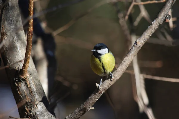 Vista Cênica Belo Pássaro Titmouse — Fotografia de Stock