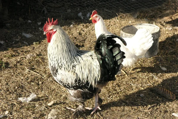 Vacker Utsikt Över Vacker Fågel Naturen — Stockfoto