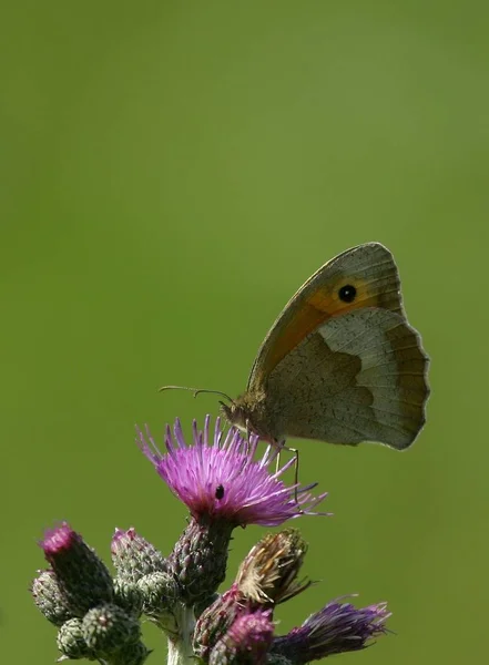 Naturdokument Nicht Arrangiert Oder Manipuliert — Stockfoto