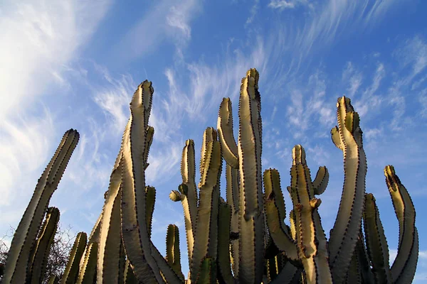 Planta Tropical Flora Botánica Cactus —  Fotos de Stock