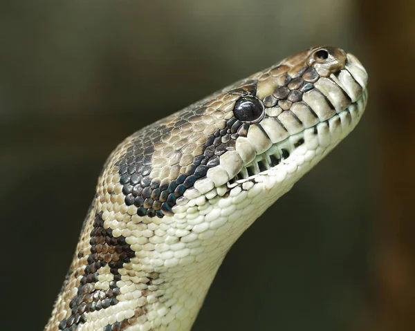 Schlange Tierwelt Schlangenhaut — Stockfoto