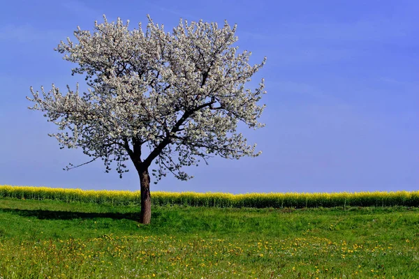 Цветущие Цветы Ветвях Деревьев Весной — стоковое фото