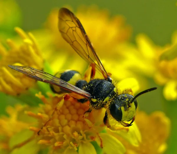 Close Zicht Wespeninsecten Macro Shot — Stockfoto