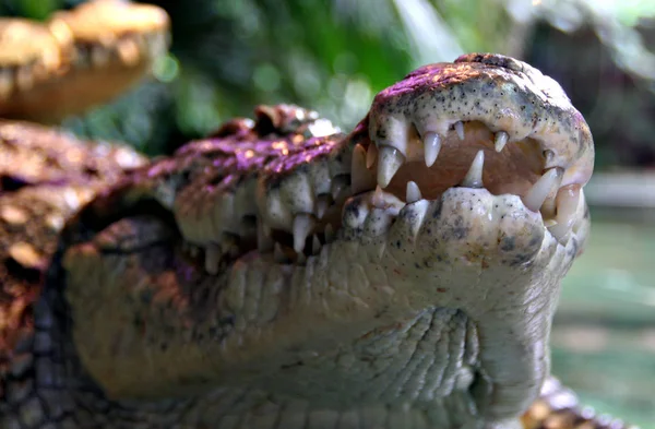 Crocodilo Jacaré Carnívoro Animal — Fotografia de Stock