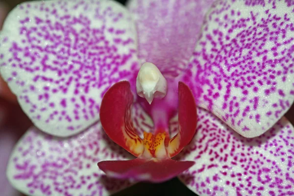 Schilderachtig Van Mooie Kleurrijke Orchidee Bloem — Stockfoto