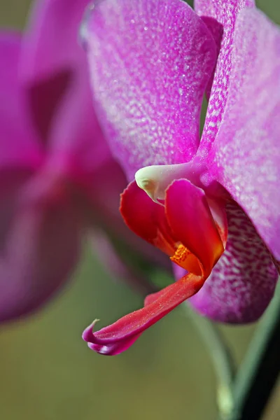 Natursköna Vackra Färgglada Orkidé Blomma — Stockfoto