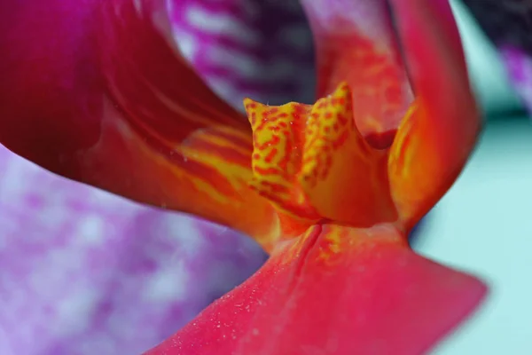 Natursköna Vackra Färgglada Orkidé Blomma — Stockfoto